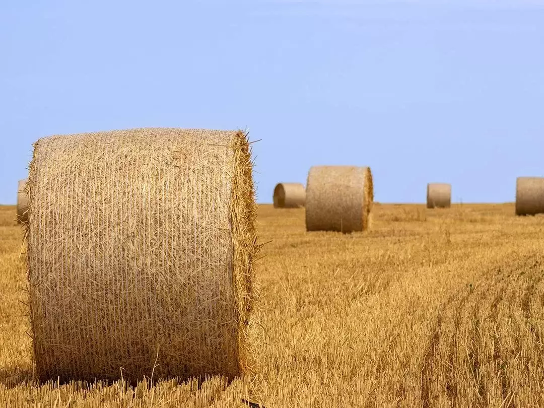 Nueva Zelanda avanza con un programa nacional de reciclaje de plásticos agrícolas.