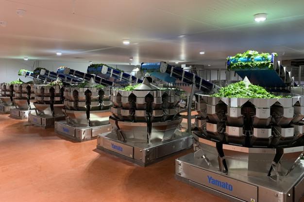 El envasado automatizado de lechuga reduce la pérdida de producto y aumenta la eficiencia.