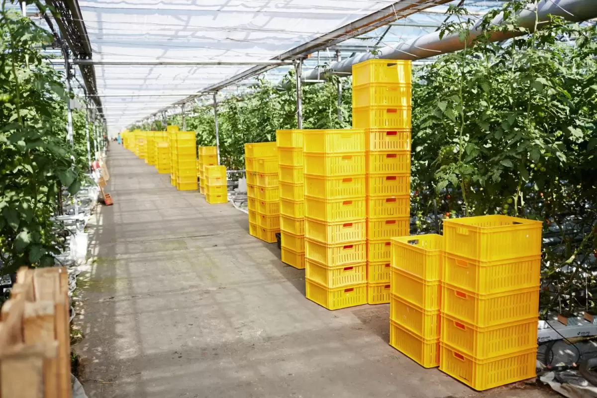 La stratégie d'emballage réutilisable célèbre cinq ans de progrès dans la logistique des produits frais.