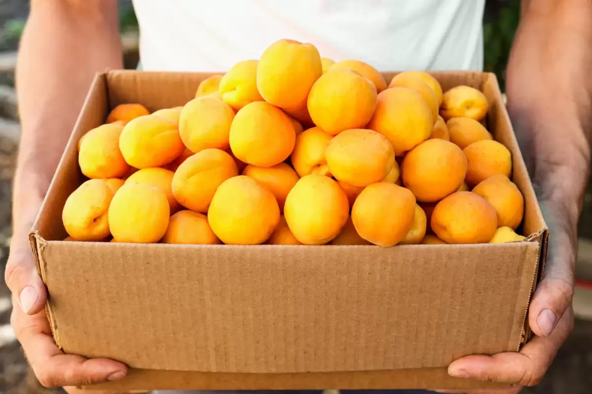 Innovative Recyclable Mango Packaging Debuts in Victoria