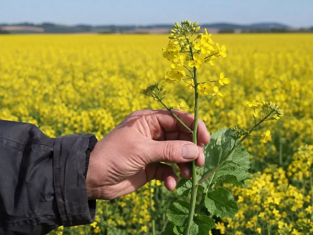 Residuos de colza transformados en envases alimentarios activos biodegradables.