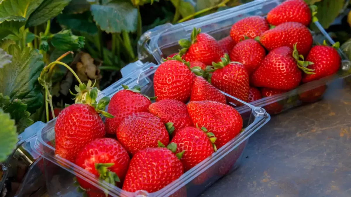 Driscoll’s Berries Supports Packaging Innovation Through Flexahopper Donation