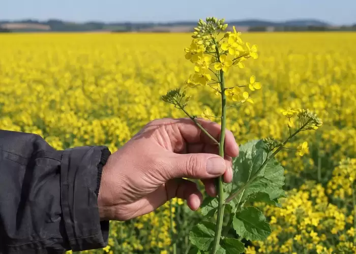 Rapeseed waste transformed into biodegradable active food packaging