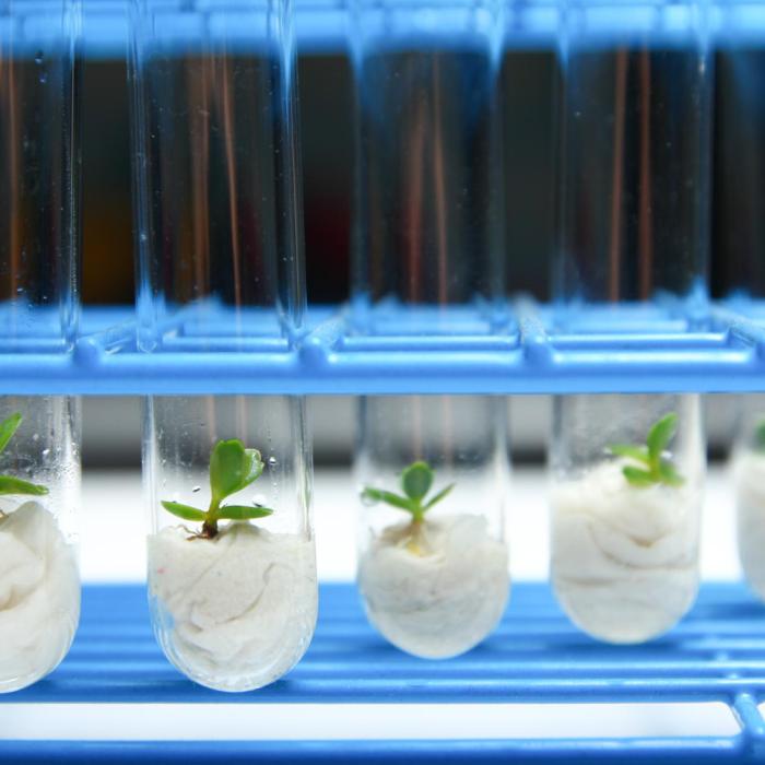 Henkel e VTT desenvolvem novo material de embalagem bio-based