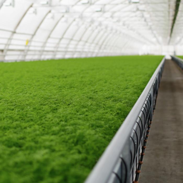 ANDRITZ fornece a nova linha de embalagens de fibra de erva da Genera