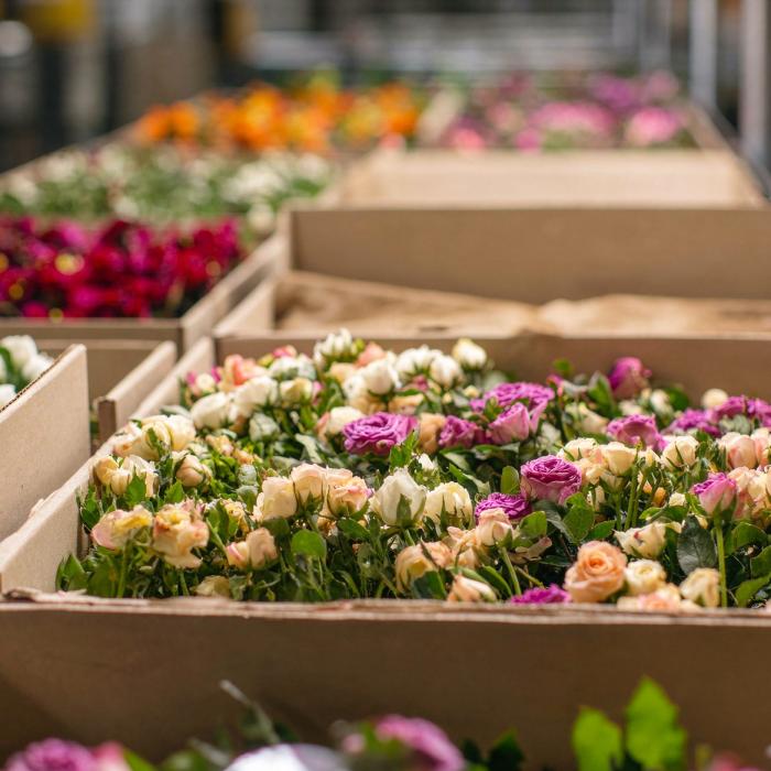 L'emballage durable des fleurs aide Holex Flower à réduire les dommages et les réclamations dans le transport aérien mondial.
