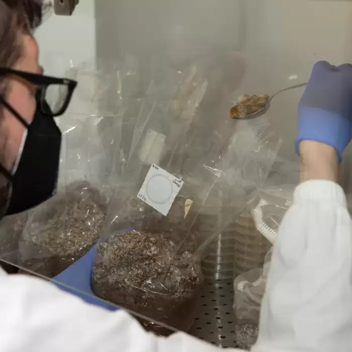 Cientistas russos desenvolvem filme de embalagem antimicrobiana para aumentar a vida útil dos alimentos.