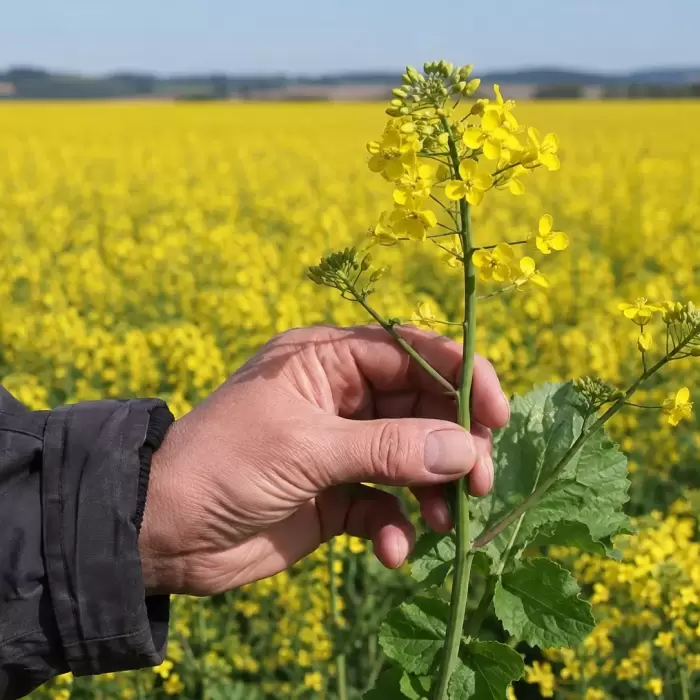 Resíduos de colza transformados em embalagens alimentares ativas biodegradáveis