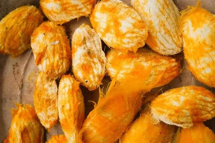 Mango Waste and Eggshells Combined into Biodegradable Packaging Films